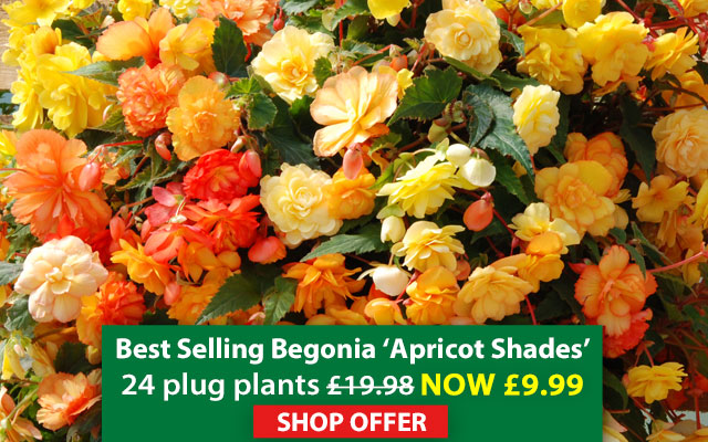 Begonia  'Apricot Shades Improved'