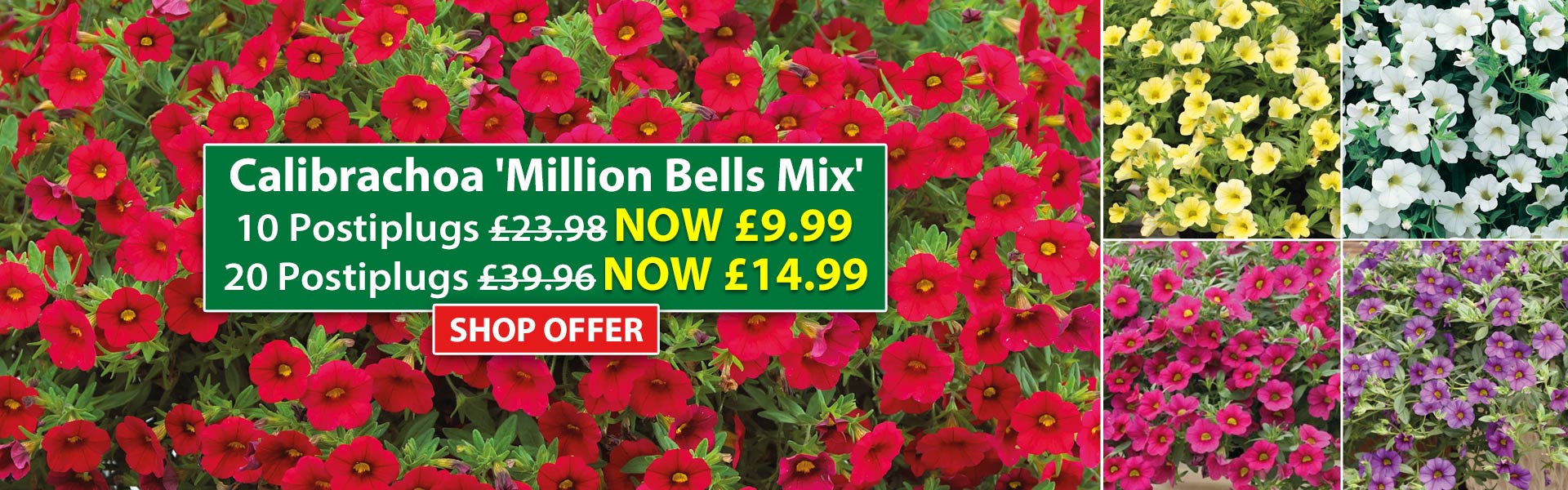 Calibrachoa 'Million Bells Mix'