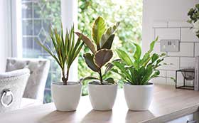 All House Plants