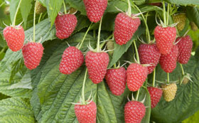 Raspberry Plants