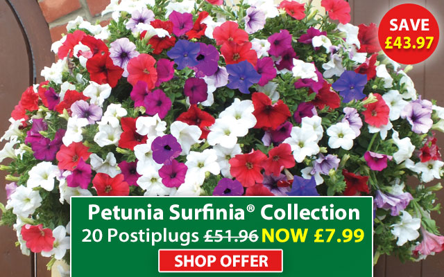 Petunia Surfinia® Collection