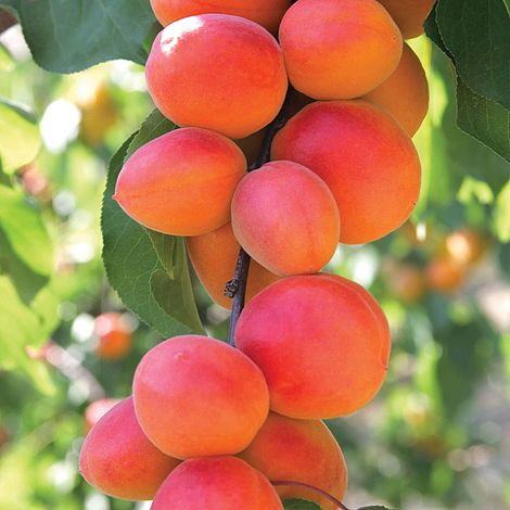 Apricot 'Flavorcot'
