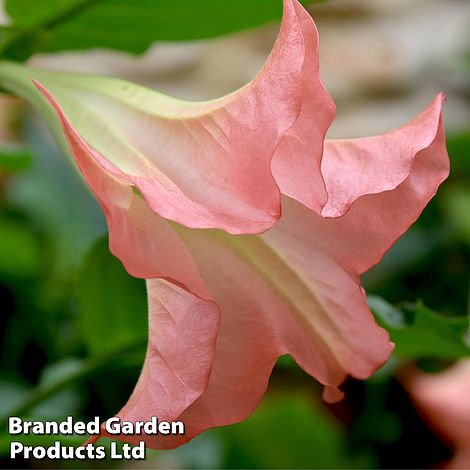 Brugmansia 'Single Pink'