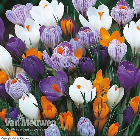 Crocus 'Dutch Large Flowering' (Spring Flowering)