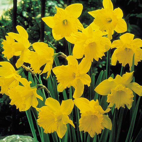 Daffodil 'Golden King Alfred'
