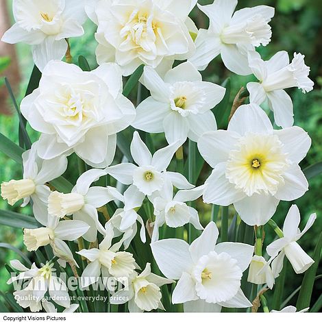 Daffodil 'White Diamonds' Mixture