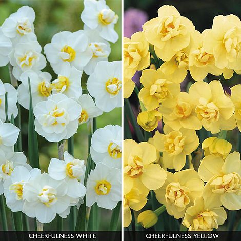 Daffodil 'Cheerfulness Duo'