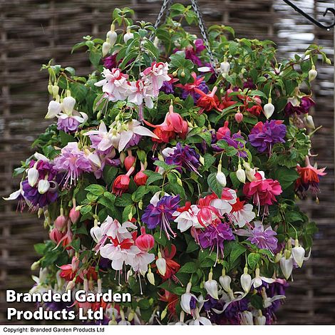 Giant-Flowered Fuchsia Collection