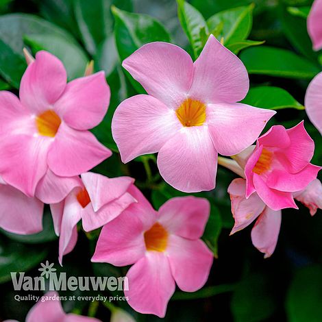 Mandevilla 'Bloom Bells® Pink'