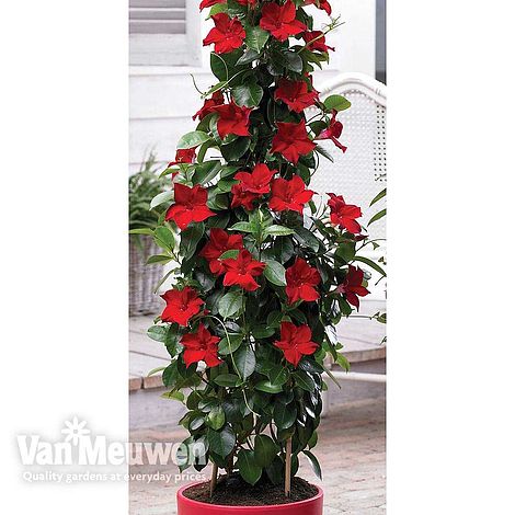 Mandevilla 'Bloom Bells® Red'