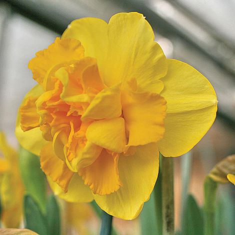 Daffodil 'Raffles'