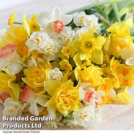 Daffodil 'Sweet Aroma'