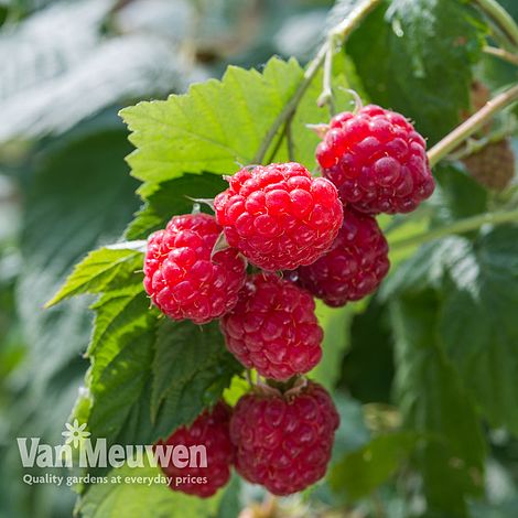 Raspberry 'Glen Ample' (Summer fruiting)