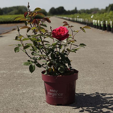 Rose 'Easy Elegance Kashmir' (Modern Shrub Rose)