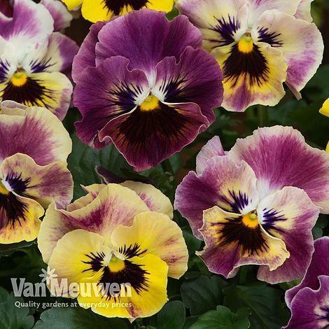 Pansy 'Frizzle Sizzle Fire Mixed'