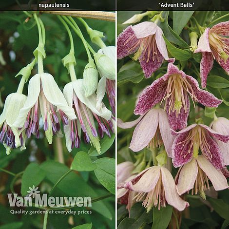 Clematis Duo Collection