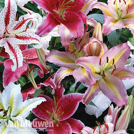 Giant Oriental Lily Collection
