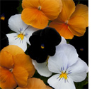Pansy Day and Night