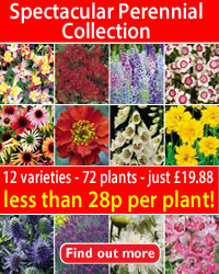 Spectacular Perennials Collection - 72 plants- 12 varieties - just Â£16.88