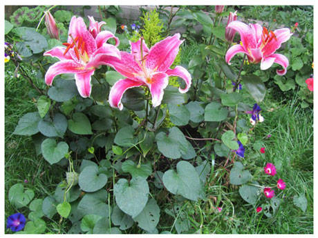 Ground Cover Lilies Starlight Magic