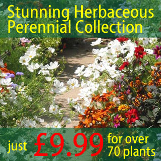 Stunning Herbaceous Perennial Collection - just £9.99