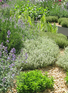 Ground cover plants with gravel mulch