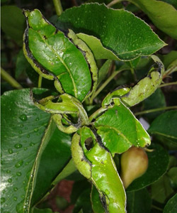 pear leaf scorch