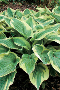 hosta plant