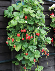 Grow strawberries in Flower Pouches