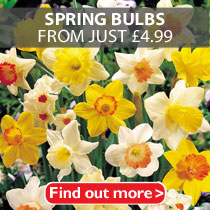 Spring Bulbs from just Â£4.99
