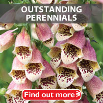 Outstanding Perennials
