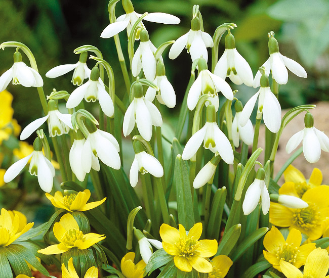 Flower Bulbs