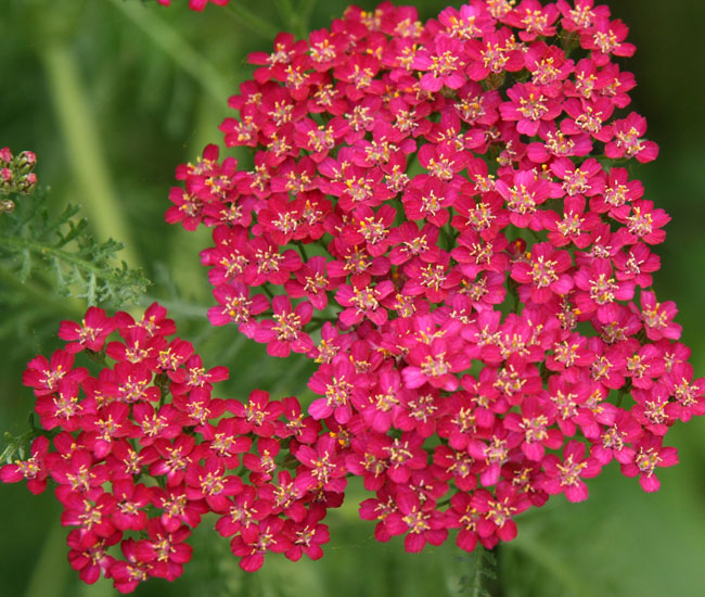 Achillea 'Cerise Queen'