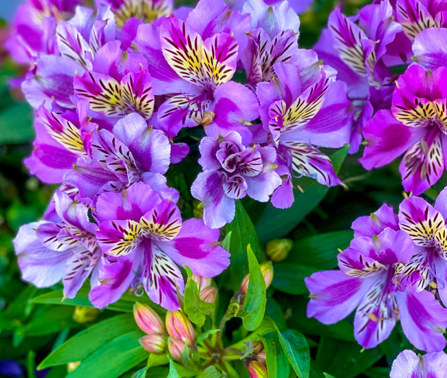 Alstroemeria 'Butterfly Hybrids'