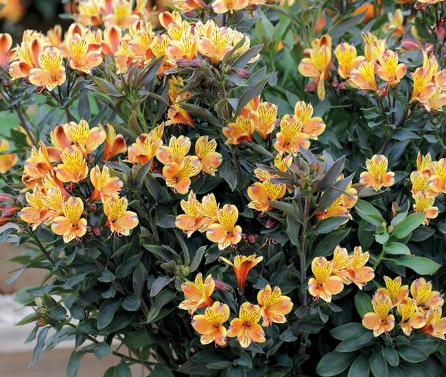 Alstroemeria 'Summer Breeze'