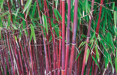 Bamboo 'Asian Wonder'