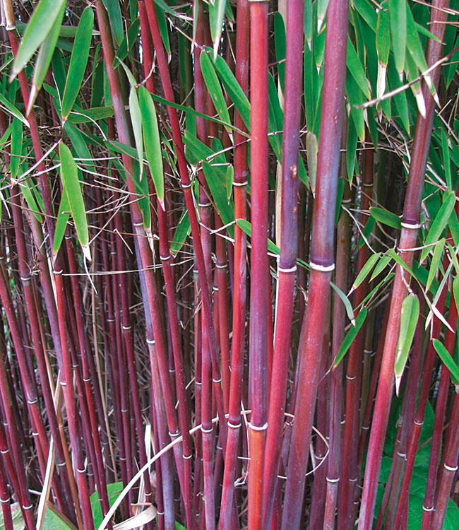 Bamboo 'Asian Wonder'