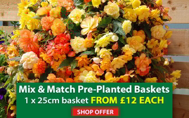 Basket Mix & Match
