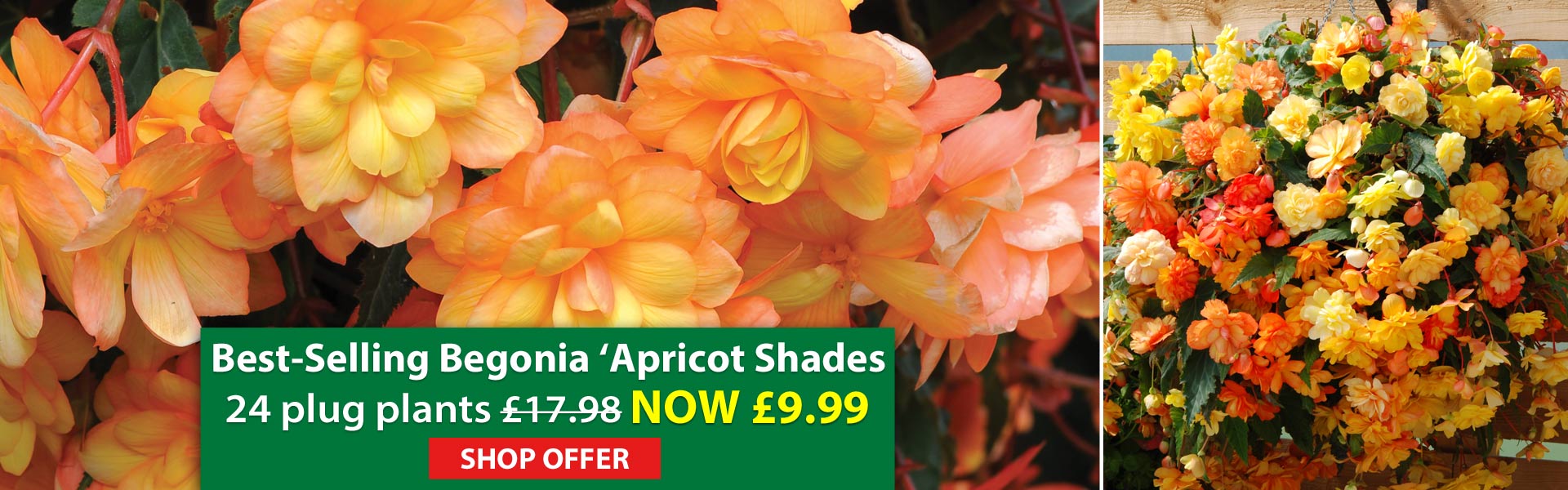 Begonia  'Apricot Shades Improved' 