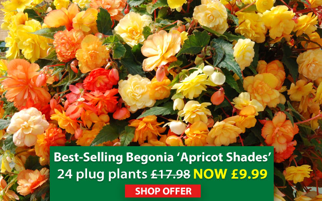Begonia  'Apricot Shades Improved' 