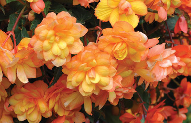 Begonia 'Apricot Shades Improved'