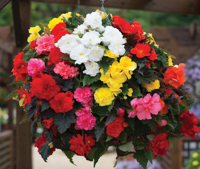 Begonia 'Nonstop Mixed'