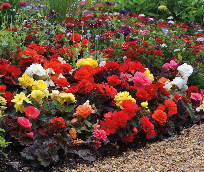 Begonia 'Nonstop Mocca'