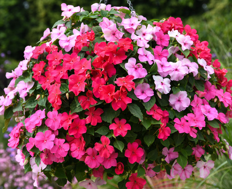 Busy Lizzie 'Beacon Raspberry Sundae' 