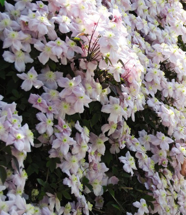 Clematis montana 'Mayleen'