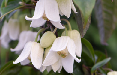 Clematis 'Winter Beauty'