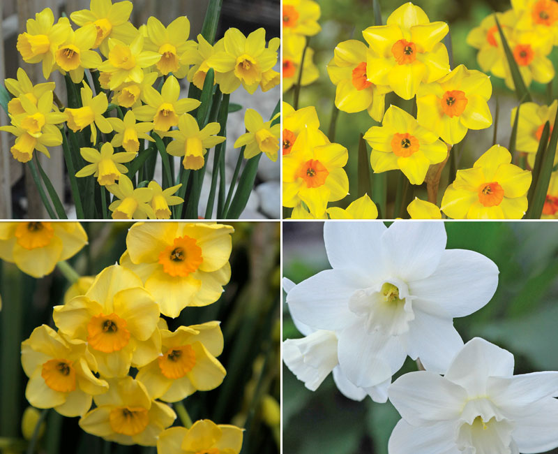 Daffodil 'Dwarf Collection'