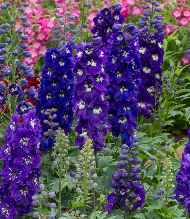 Delphinium 'Dark Blue & White Bee'