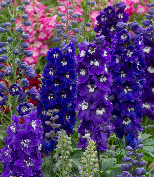 Delphinium 'Dark Blue & White Bee'