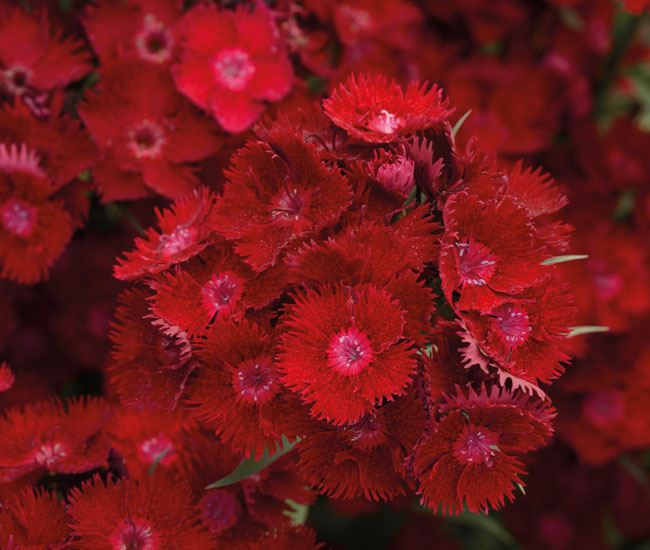 Dianthus 'Rockin' Red'